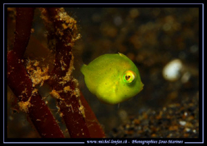 A juvenile Pigmy Leatherjacket in the waters of Lembeh St... by Michel Lonfat 